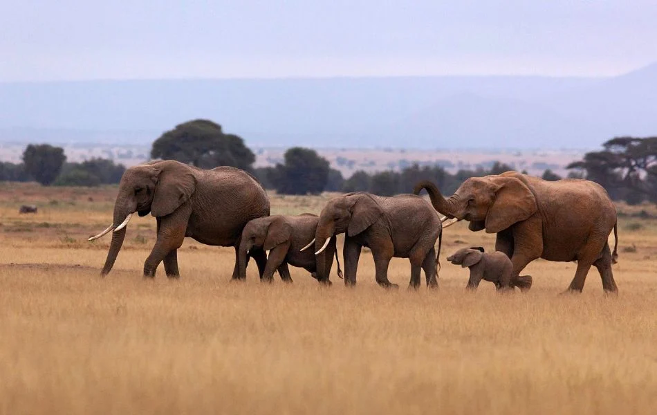 Core Spiritual Meaning of Elephants