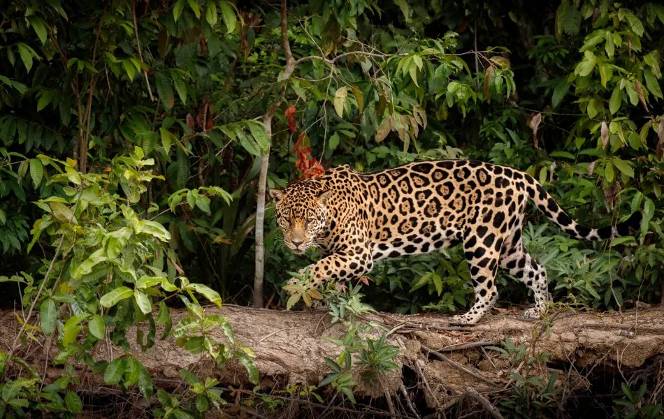 Core Spiritual Meanings of the Jaguar