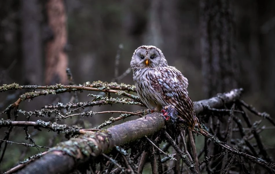 Cultural Beliefs About Owls Global Perspectives