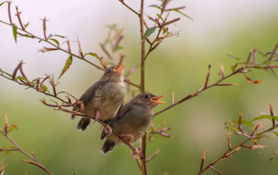 Cultural Interpretations of the Nightingale