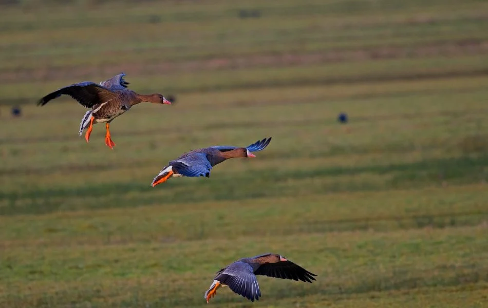 Geese in Dreams Spiritual Messages and Guidance