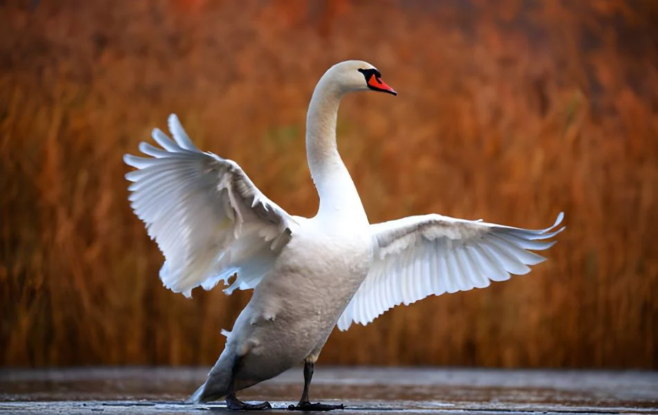 Grace and Poise Lessons from the Swan