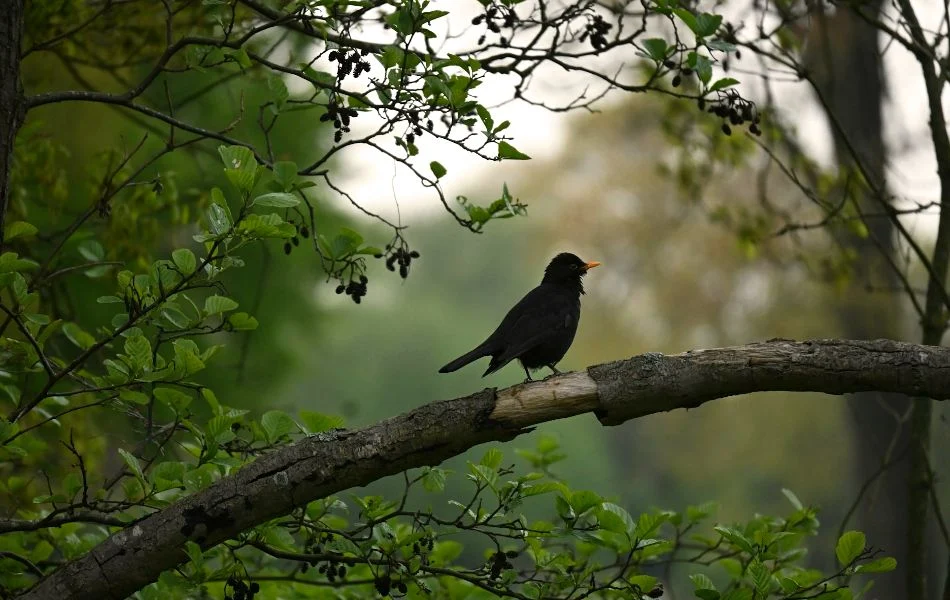 How the Blackbird Appears in Your Life