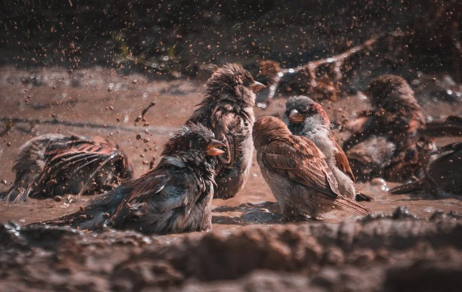 Messages from the Sparrow - Live Authentically