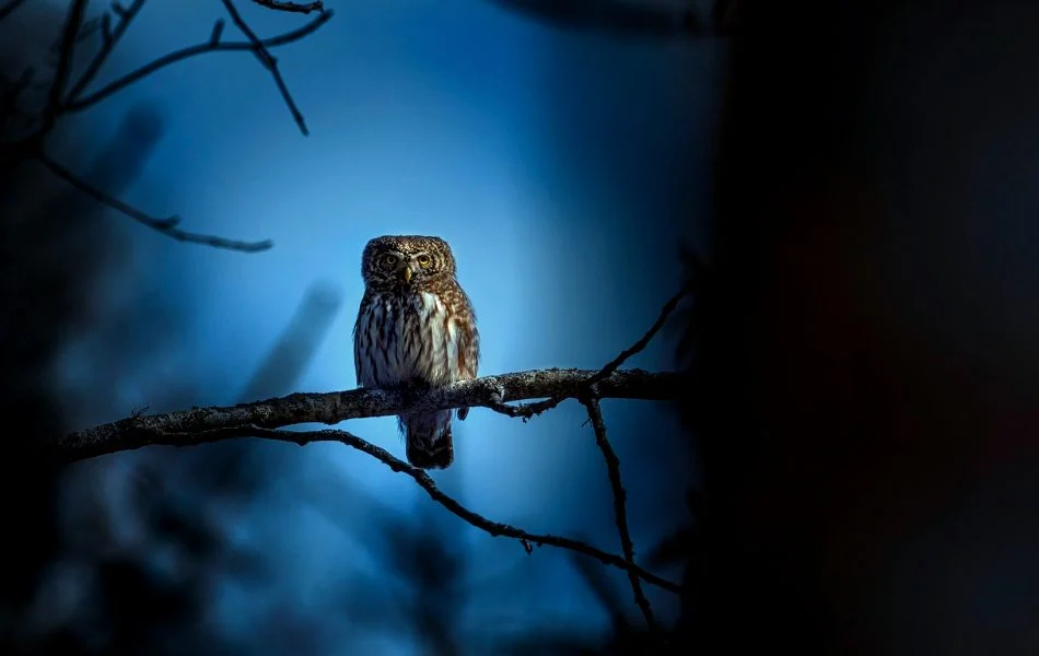 Owls in Dreams Messages from the Unseen