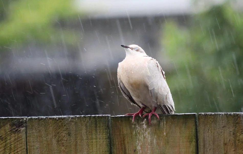 Rain in your dreams can symbolize a profound need for emotional cleansing.