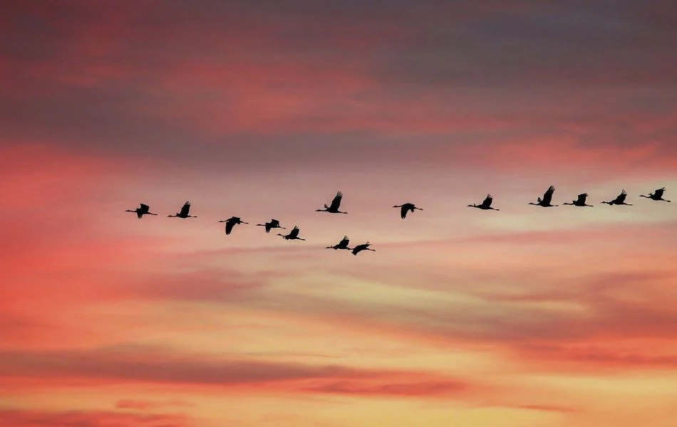 Spiritual Meaning of Birds