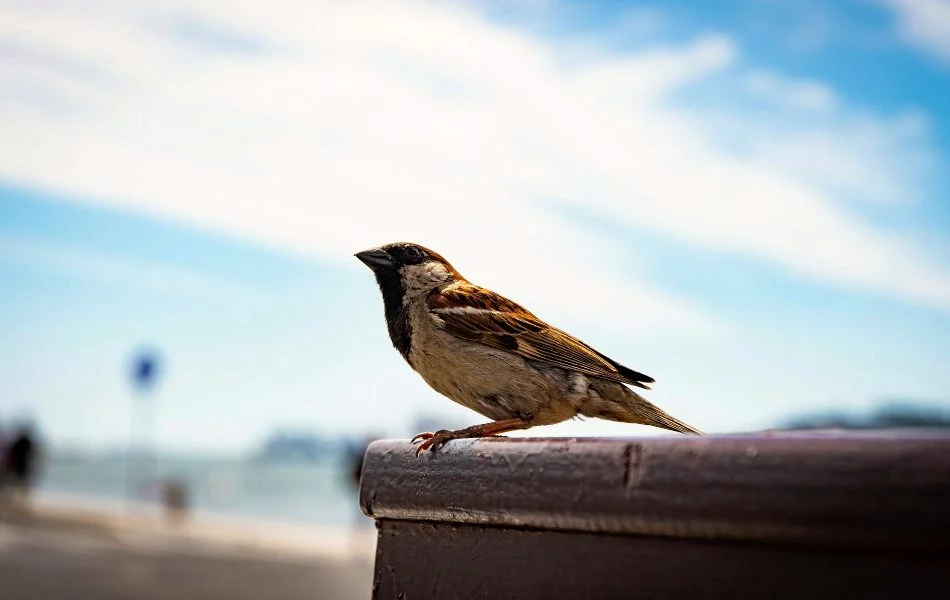 Spiritual Meaning of Sparrow - Freedom and Resilience