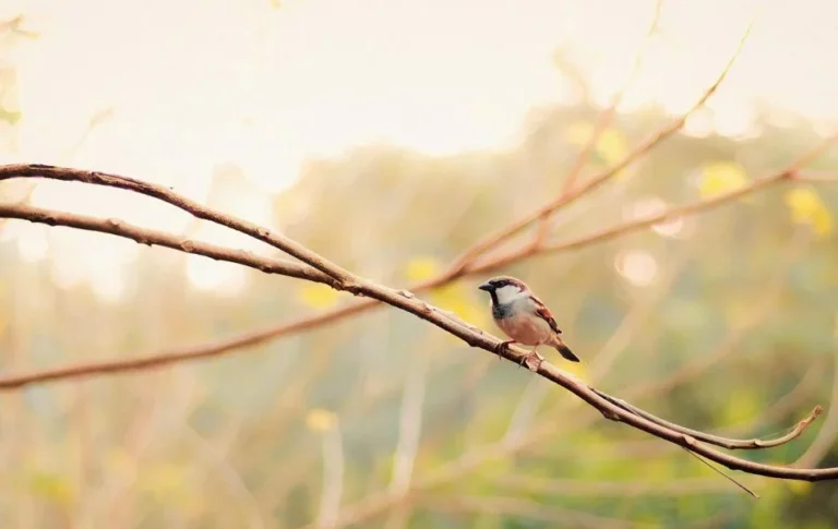 Spiritual Meaning of Sparrow Strength, Peace, and Guidance