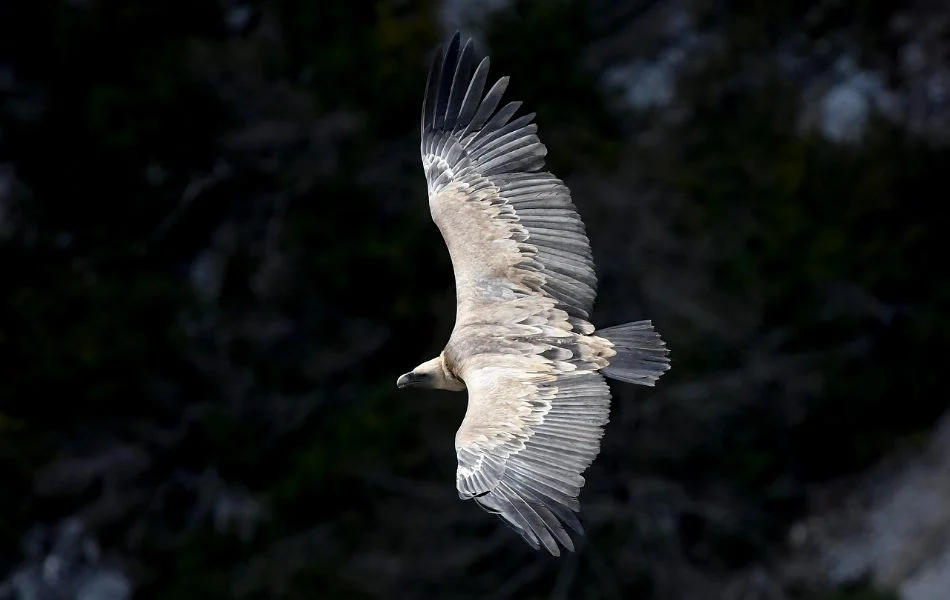 Spiritual Meaning of Vultures Embrace Transformation and Renewal