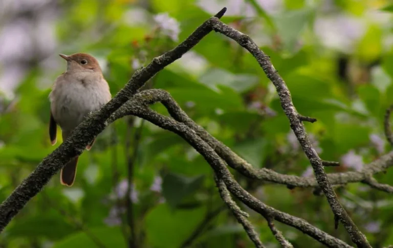Spiritual Meaning of the Nightingale A Guide to Healing, Expression, and Transformation