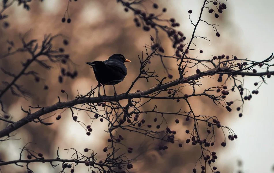 The Blackbird as a Bridge Between Worlds