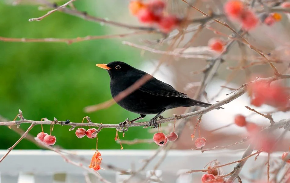 The Blackbird's Spiritual Message in Dreams