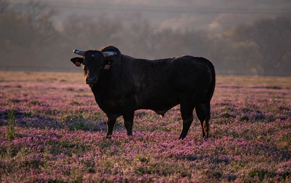 The Bull as Your Spirit Animal