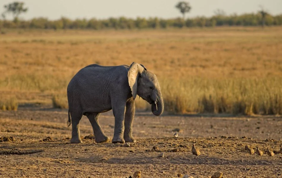 The Elephant Totem and Personal Growth