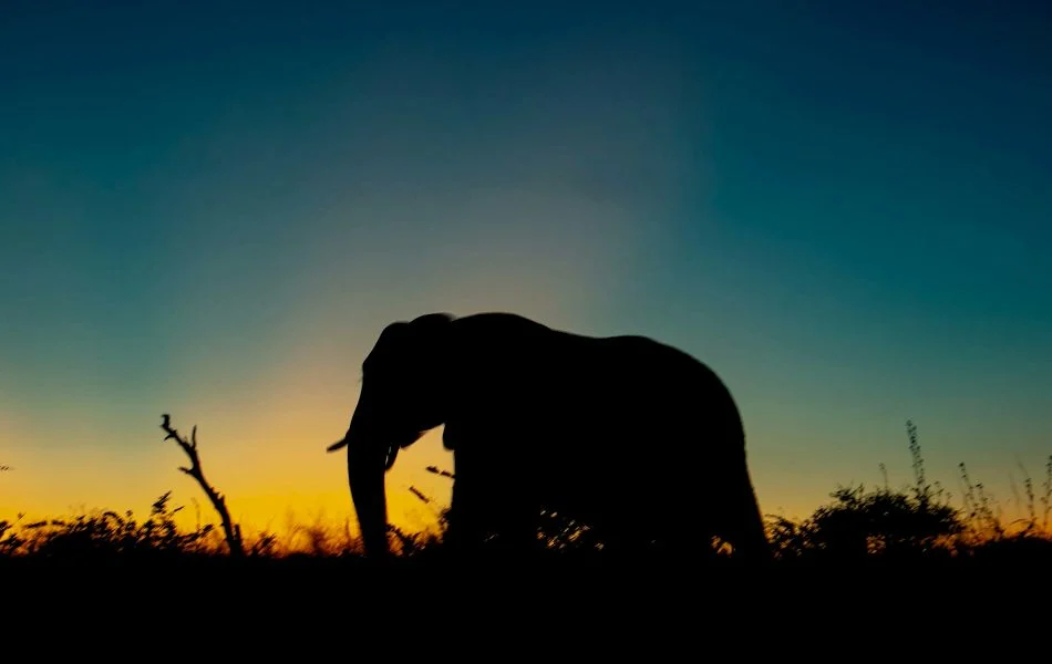 The Elephant in Different Spiritual Traditions