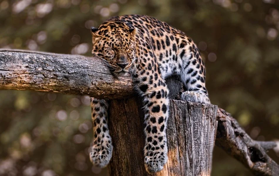 The Jaguar in Dreams What It Means for You