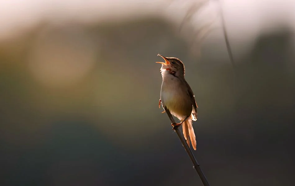 The Nightingale as a Messenger of Expression and Creativity
