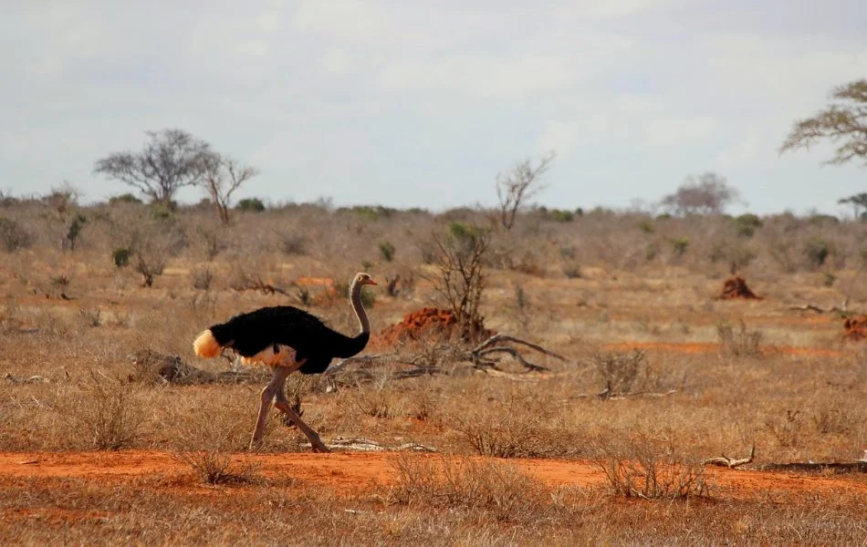 The Ostrich A Symbol of Grounding and Truth