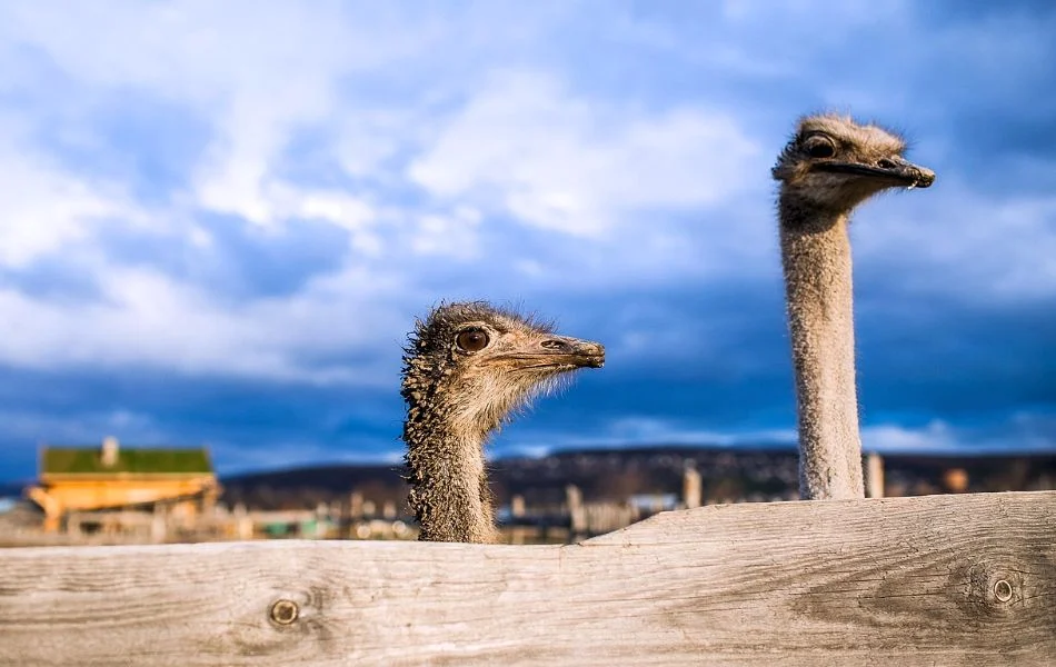 The Ostrich as a Totem Animal Wisdom and Protection