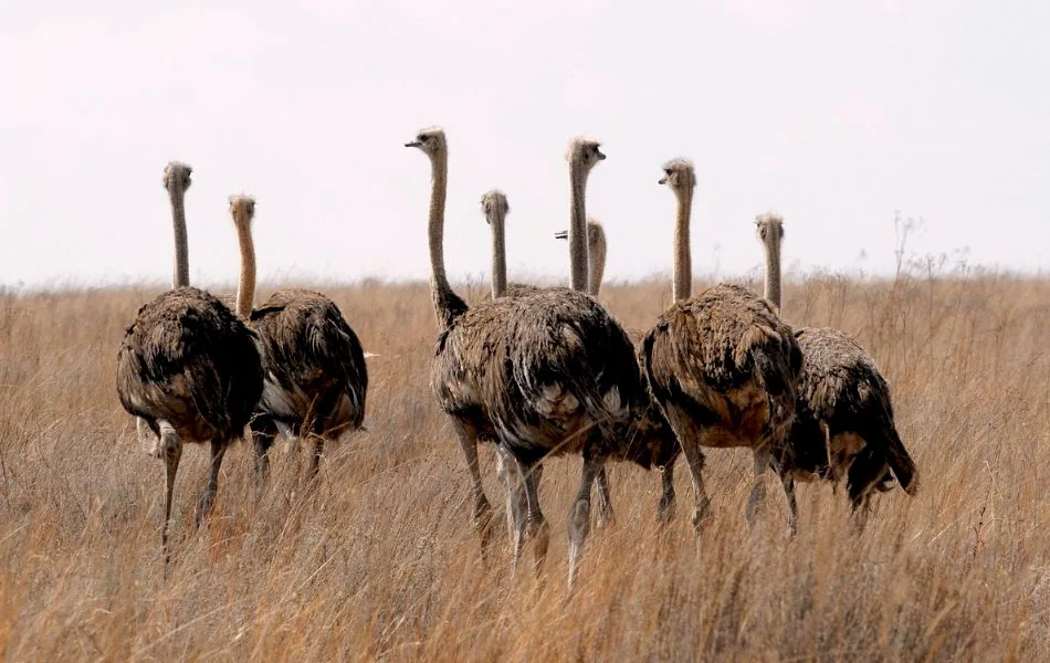 The Ostrich in Dreams Messages from Your Subconscious