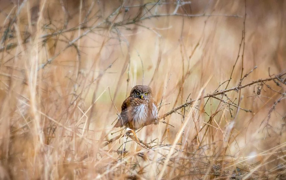 The Owl’s Connection to Transformation