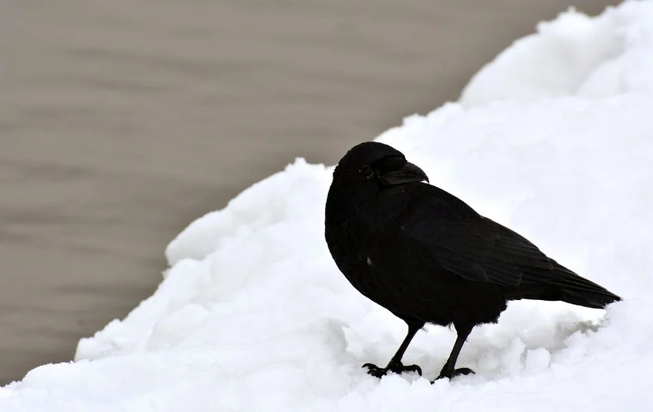 The Raven A Messenger of Profound Change