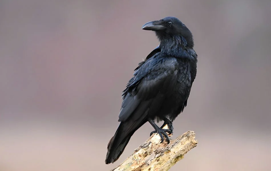 The Raven in Your Dreams