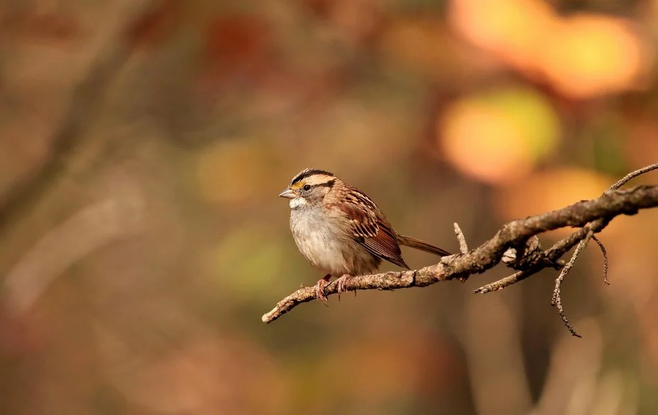 The Sparrow in Dreams