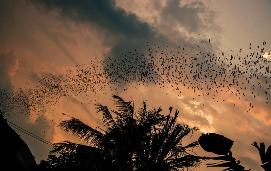 The Spiritual Meaning of Bats Transformation, Intuition, and Renewal