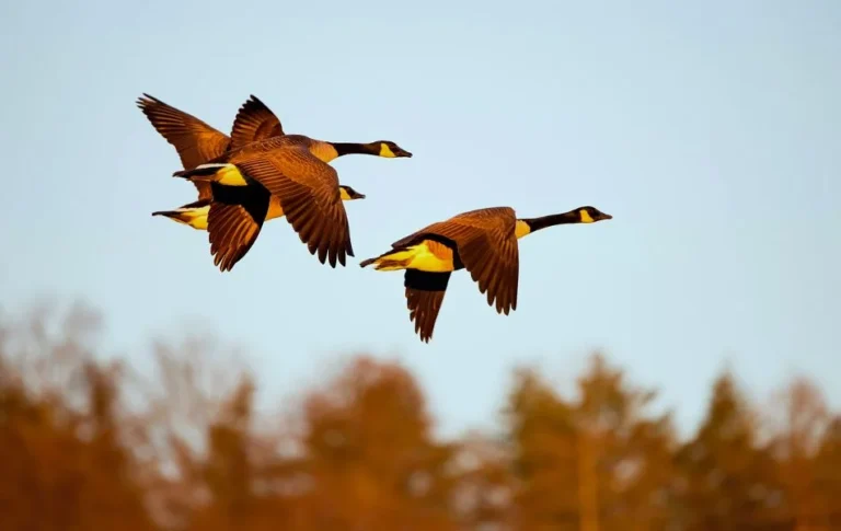 The Spiritual Meaning of Geese Lessons of Loyalty, Community, and Personal Growth