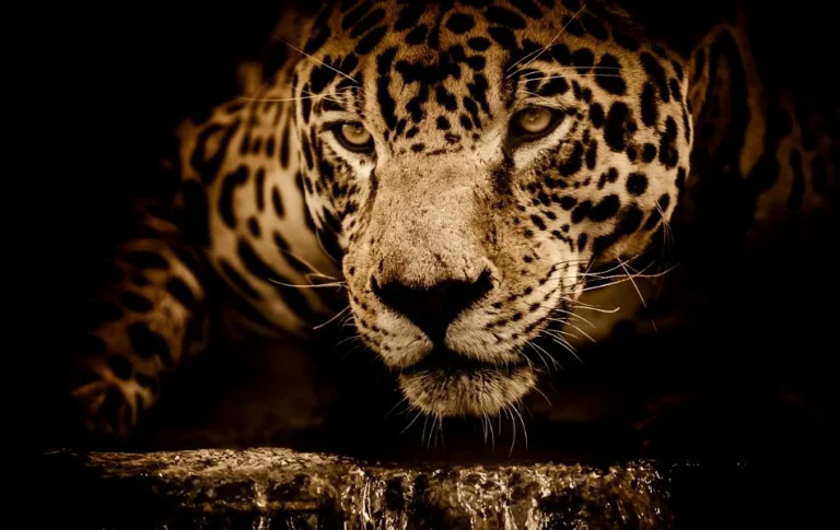 The Spiritual Meaning of Jaguar A Guide to Its Power, Symbolism, and Guidance