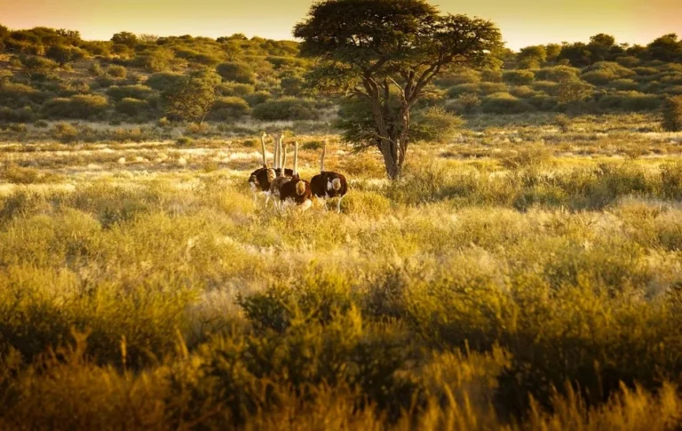 The Spiritual Meaning of Ostrich Insights for Grounding and Truth