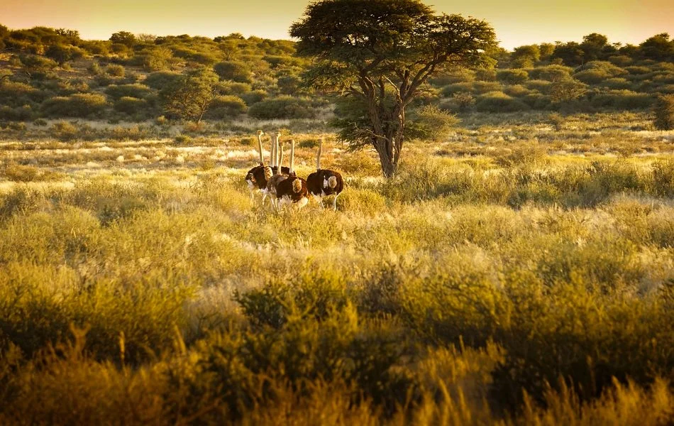 The Spiritual Meaning of Ostrich Insights for Grounding and Truth