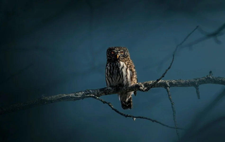 The Spiritual Meaning of Owls Wisdom, Intuition, and Transformation