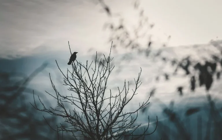 The Spiritual Meaning of Raven A Guide to Its Symbolism