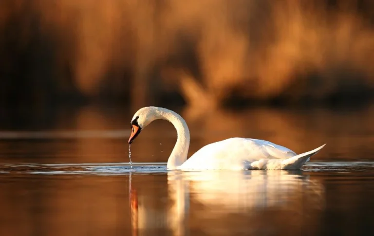 The Spiritual Meaning of Swan A Symbol of Transformation and Grace