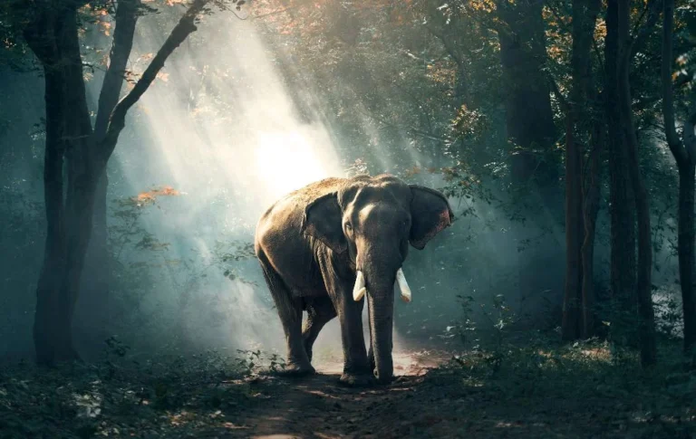 The Spiritual Meaning of the Elephant A Symbol of Strength, Wisdom, and Protection