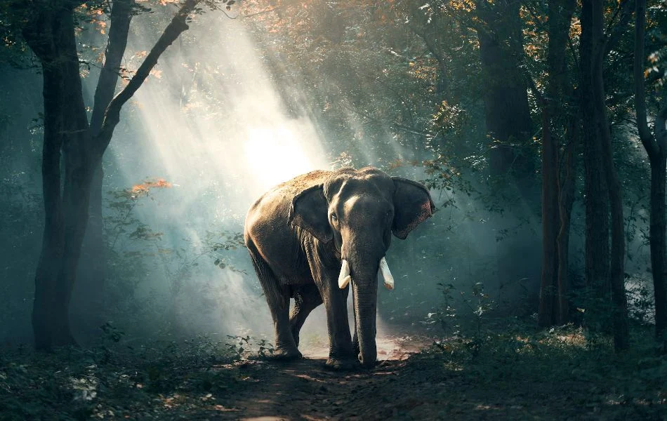 The Spiritual Meaning of the Elephant A Symbol of Strength, Wisdom, and Protection