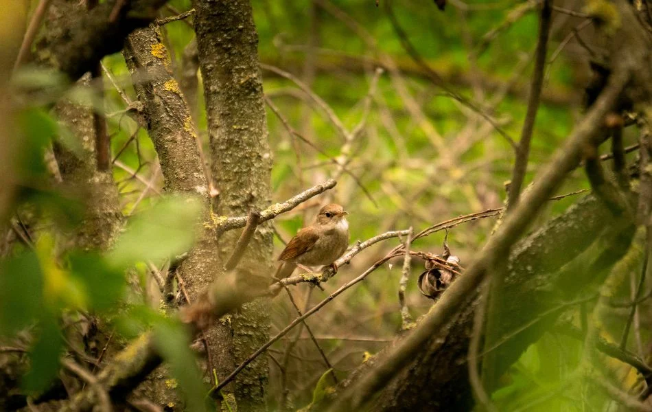 The Spiritual Meaning of the Nightingale in Dreams