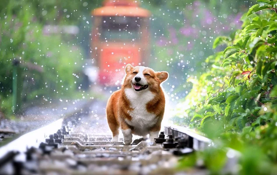 The Spiritual Significance of Rain Dreams