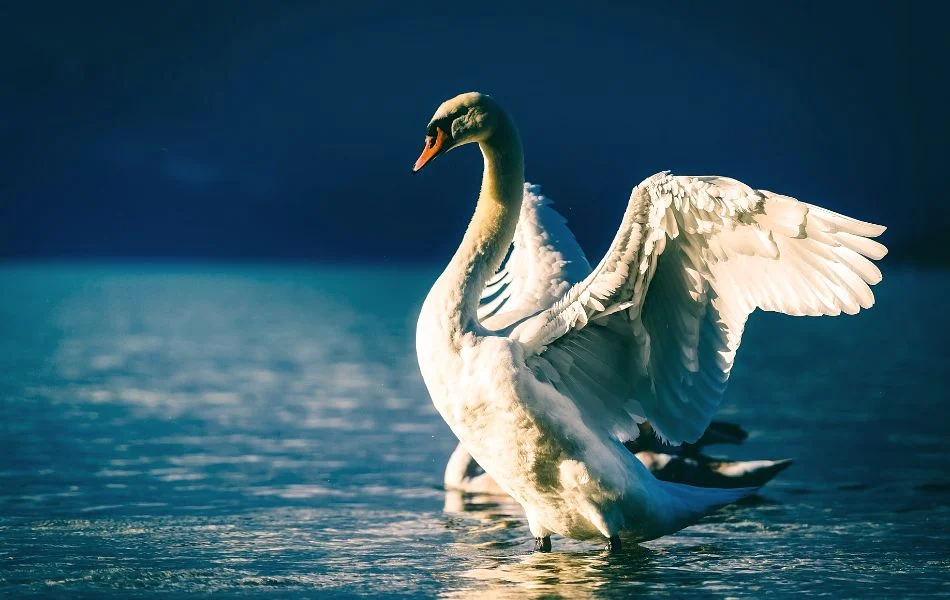 The Swan as a Spirit Animal Your Guide to Intuition and Inner Strength
