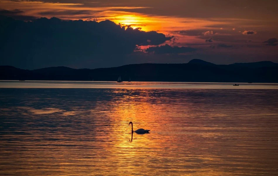 The Swan’s Spiritual Awakening Trusting Your Intuition