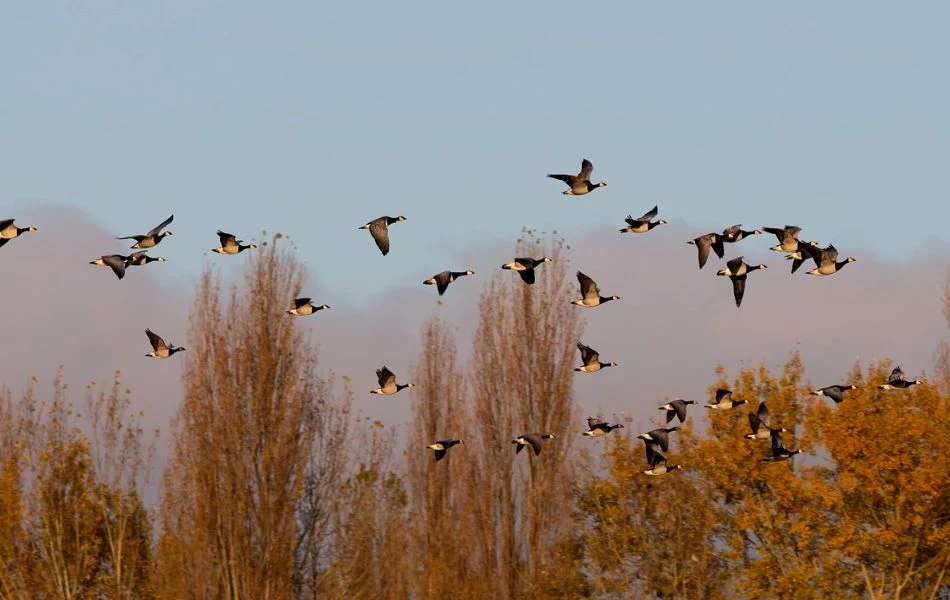 The Symbolism of Geese in Flight