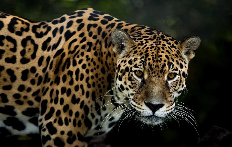 The Symbolism of the Jaguar Across Cultures