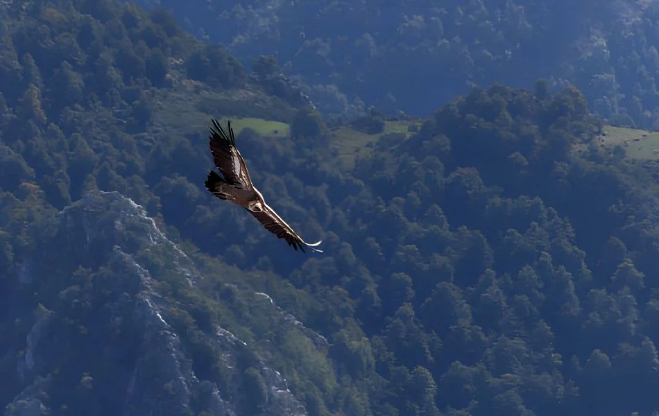 The Vulture's Lesson in Patience and Perspective