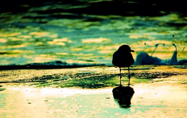 Understanding Bird Symbolism Meaning and Insights for Your Spiritual Journey