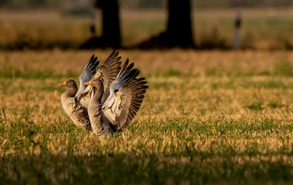 Understanding the Spiritual Meaning of Geese