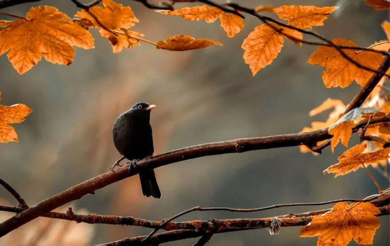 Understanding the Spiritual Meaning of the Blackbird