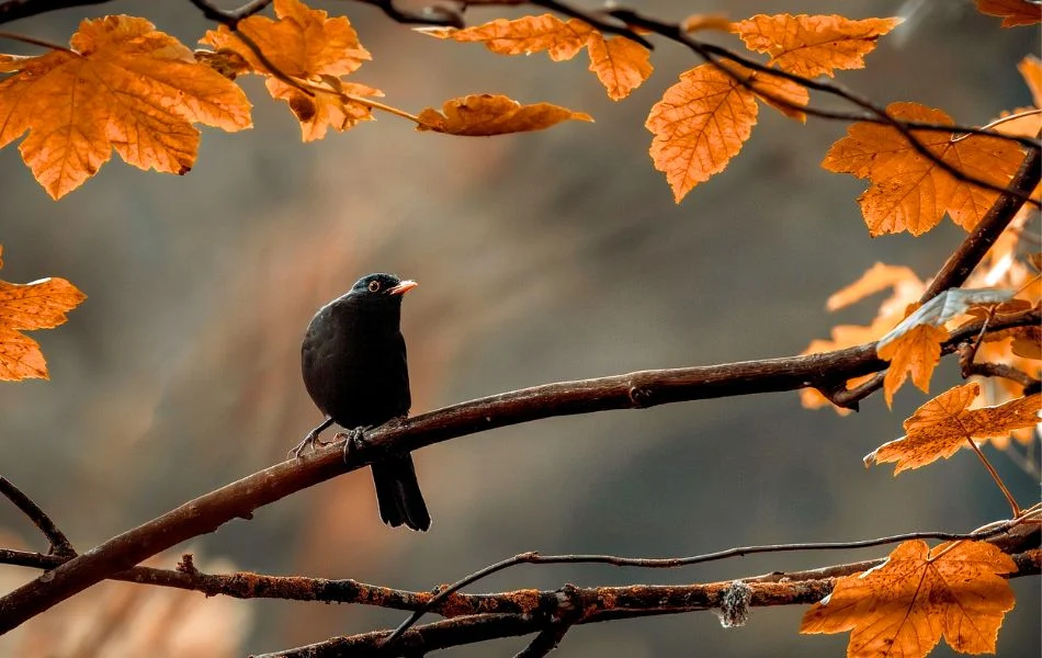 Understanding the Spiritual Meaning of the Blackbird